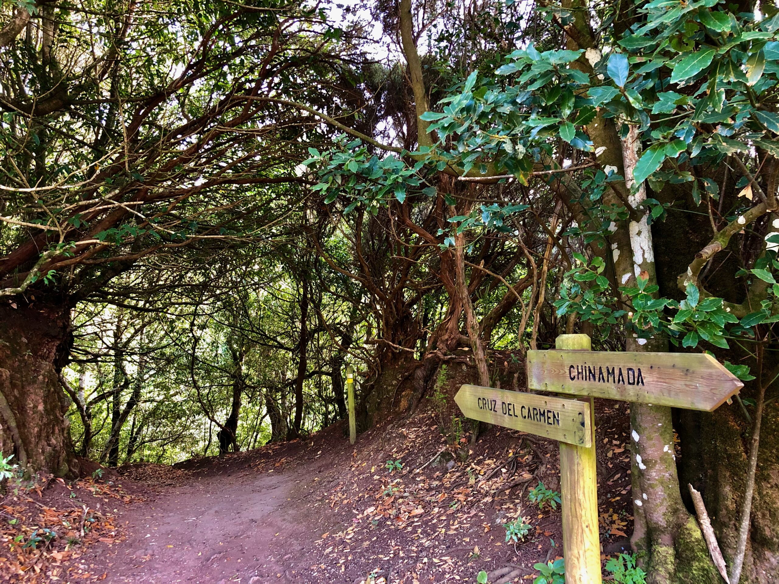 Un sentier forestier avec des panneaux indiquant plusieurs directions, symbolisant les choix à faire et les multiples chemins vers la sérénité et le mieux-être.