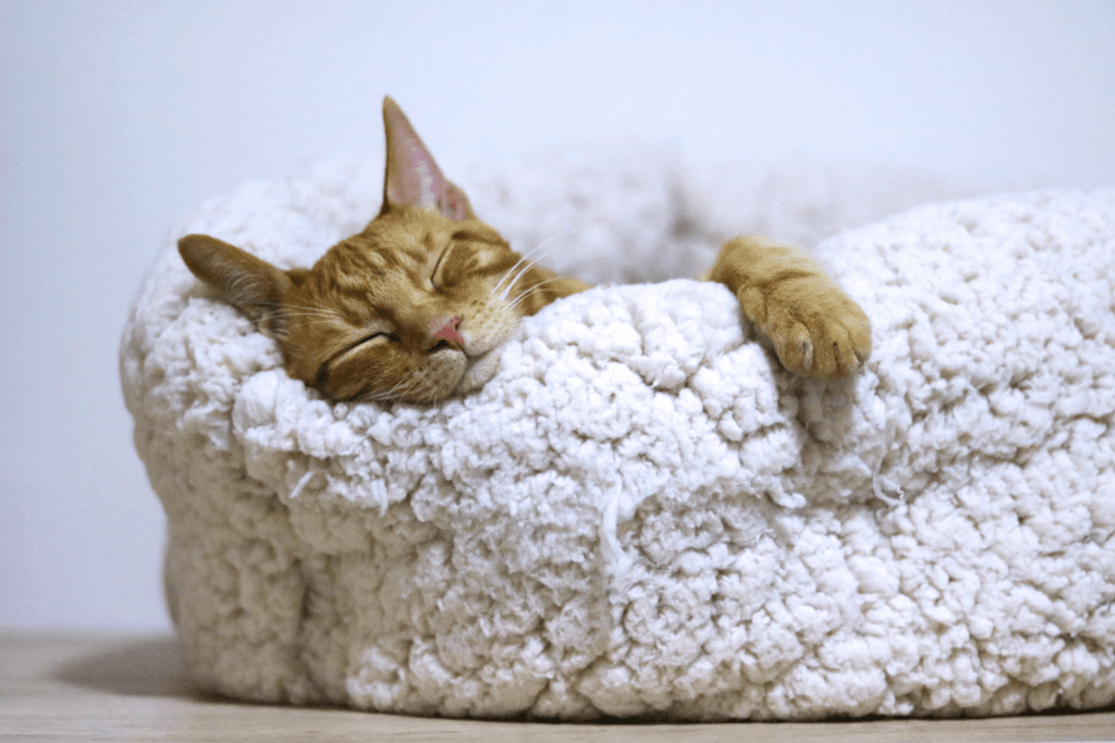 Chat profondément endormi dans un panier douillet, symbolisant la relaxation, l’équilibre, et la qualité de sommeil, qui peut être obtenu grâce à la sophrologie ou la respiration. Ressources gestion du stress et sophrologie