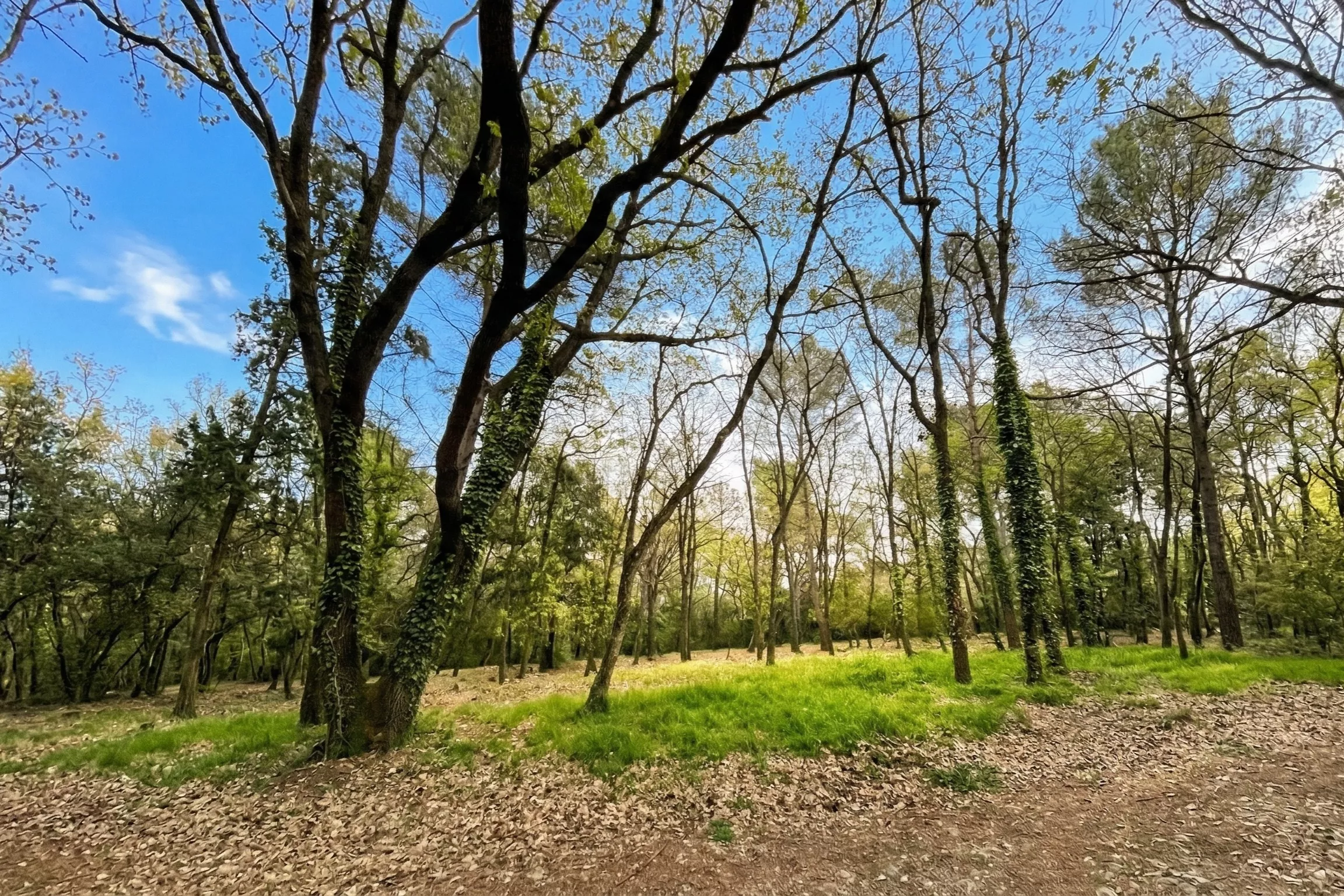 forêt-clairière-ensoleillée-vence Une clairière ensoleillée dans la forêt près de Vence, France, avec de l'herbe verte et des arbres sous un ciel bleu.
